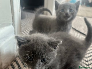 Russian Blue cats Russian blue/ Nebulung X kittens ready 23rd Dec - Advert 1