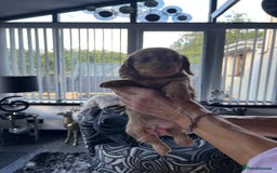 Dachshund dogs for sale: Stunning long haired miniature daxi puppies    - Image 20