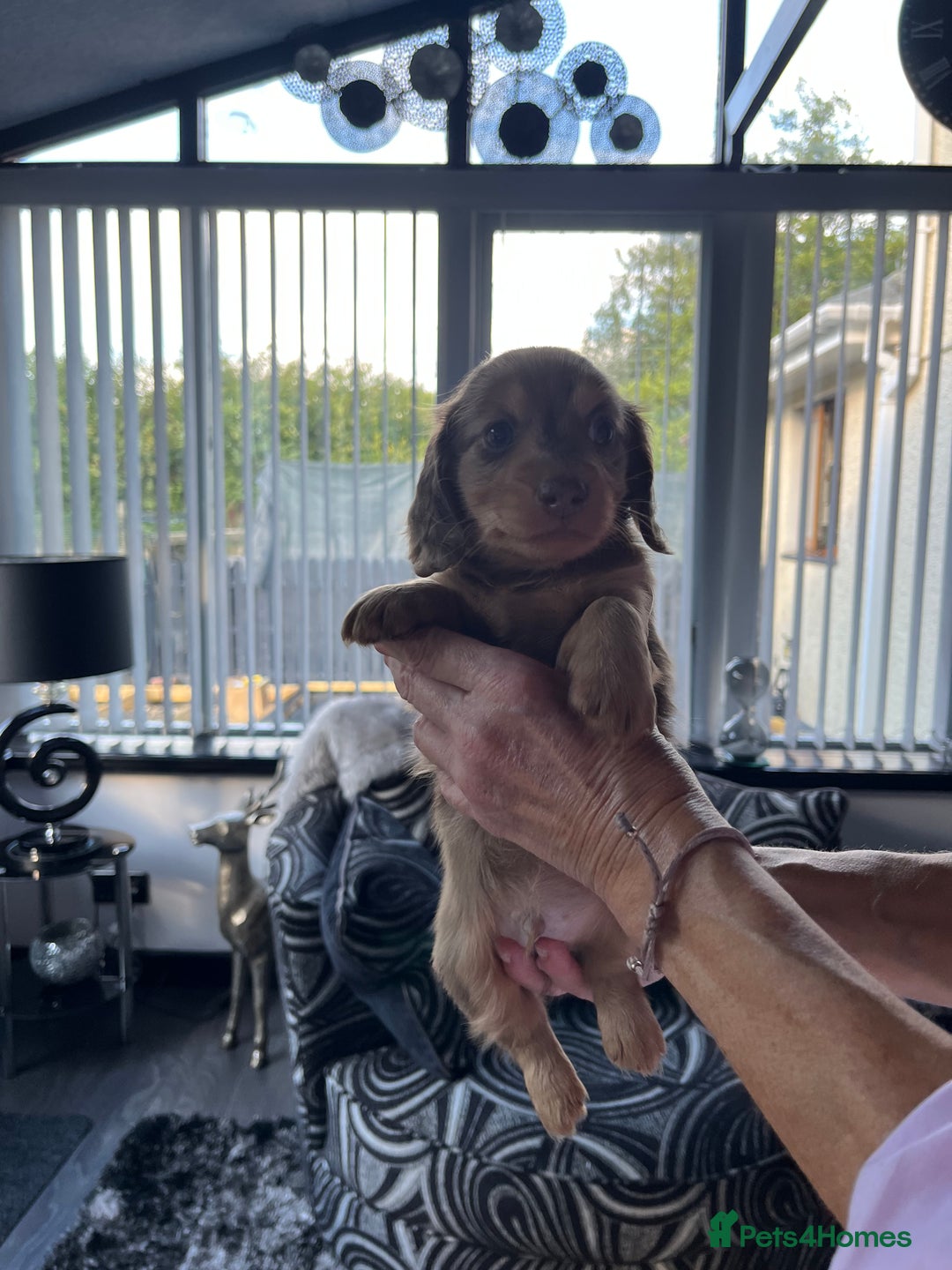 Dachshund dogs for sale: Stunning long haired miniature daxi puppies    - Image 20