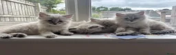 Mixed Breed cats for sale: Ragdoll Siberian Neva Masquerade Kittens - Advert 2