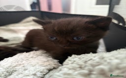 Mixed Breed cats for sale: 3 lovely kittens  - Image 9