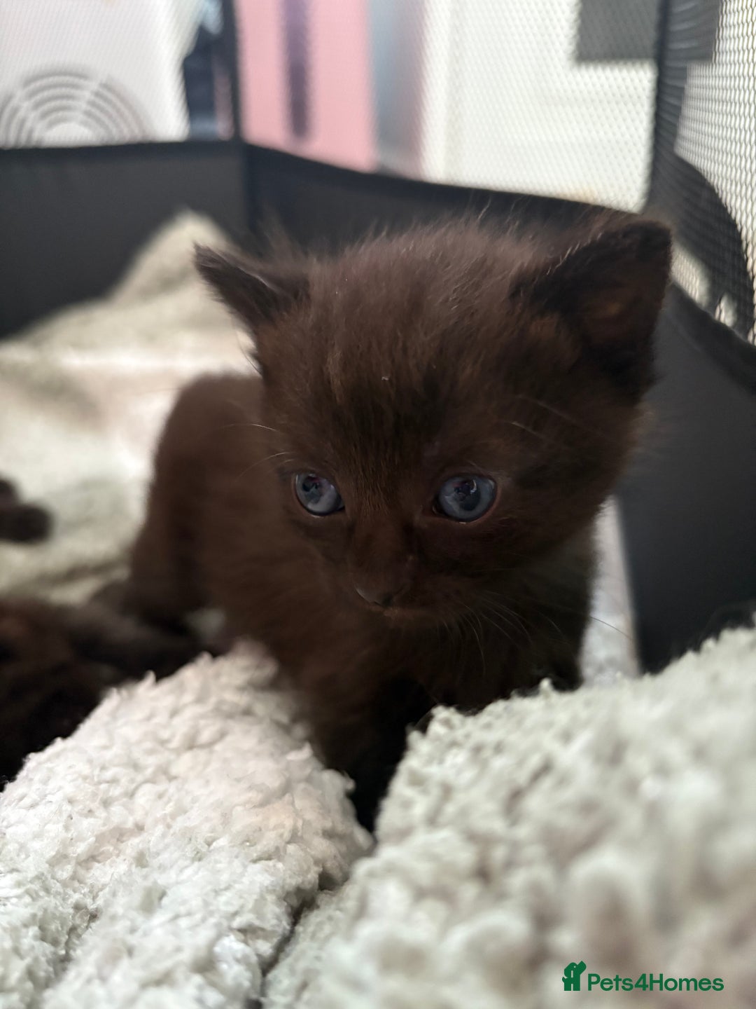 Mixed Breed cats for sale: 3 lovely kittens  - Image 9