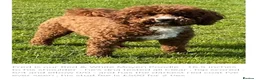 Double Doodle dogs for sale: Rare Australian Double Doodle Puppies - Advert 4