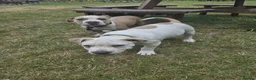 American Bully dogs for sale: Two Stunning American Bully Standard Puppies - Advert 17