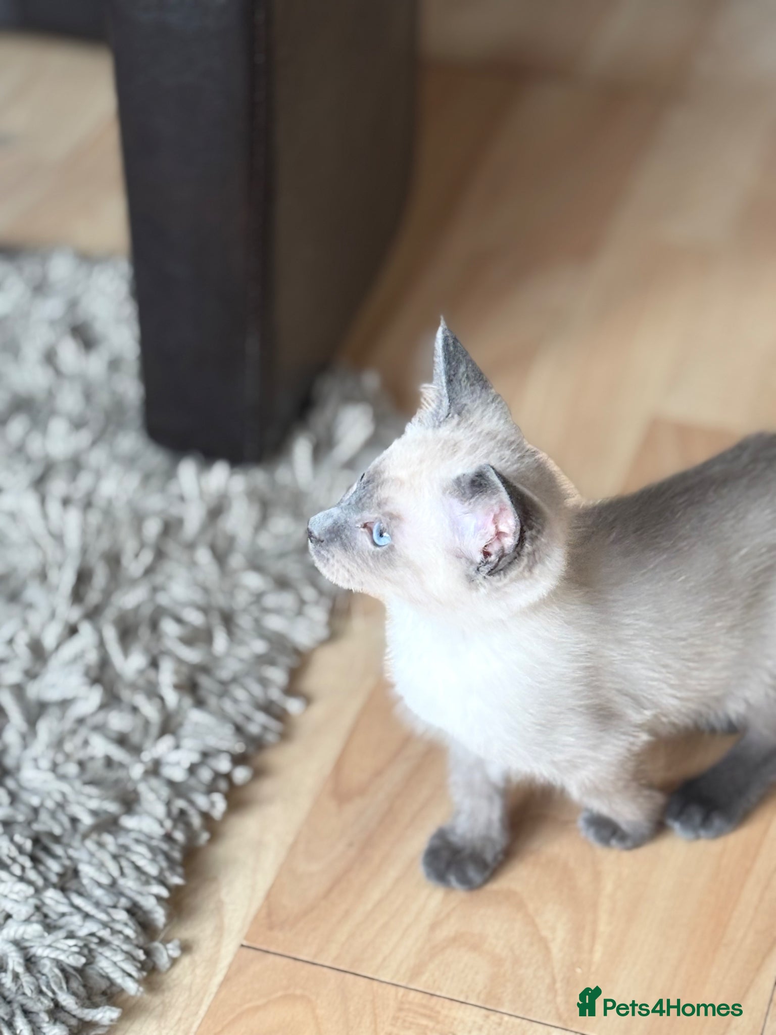 Siamese cats for sale: Stunning Siamese kittens  - Advert 19