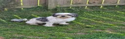 Mixed Breed dogs for sale: Millie is looking for forever loving home! - Advert 6