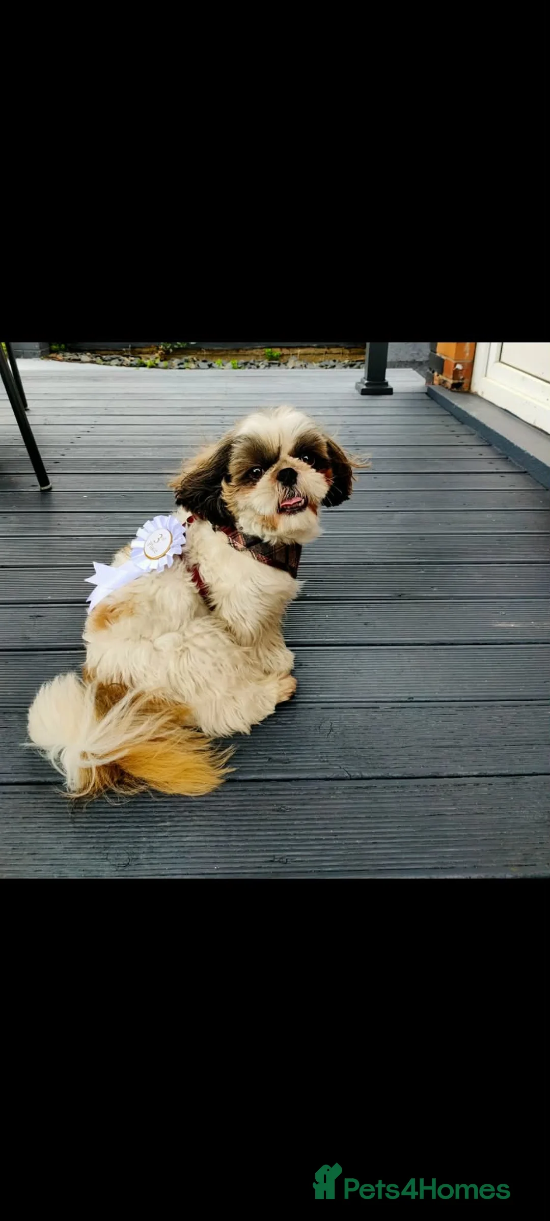 Shih Tzu dogs for stud: Frankie - Shih Tzu For Stud 💙 - Advert 2