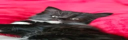 Mixed Breed cats for sale: Four Adorable Little Kittens Full of Personality - Advert 16
