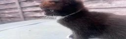 Mixed Breed cats for sale: Adorable kitten available for sale. - Advert 3