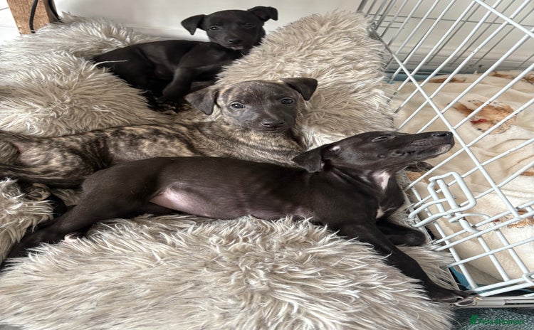 Whippet dogs - Advert 1