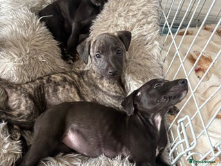 Whippet dogs - Advert 24