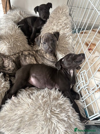 Whippet dogs - Advert 1