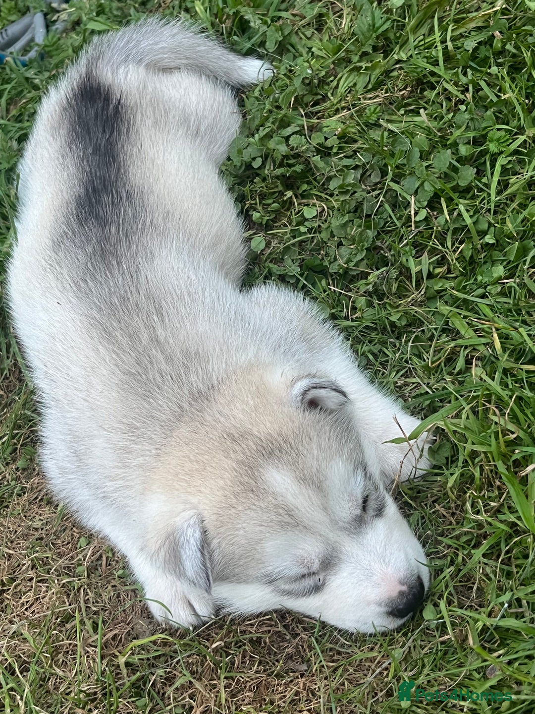 Siberian Husky dogs for sale: Siberian husky puppies  - Image 13