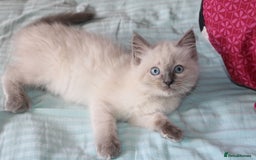 Ragdoll cats for sale: Ragdoll  - Image 1