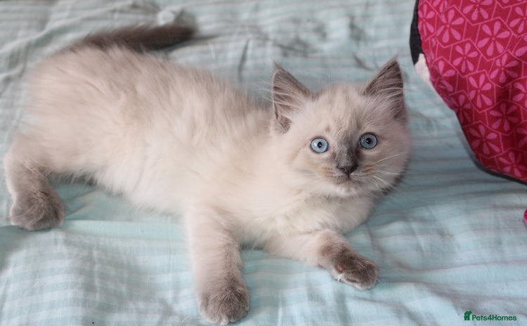 Ragdoll cats - Advert 1