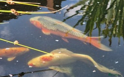 Pond Fish fish for sale: Pond closure - Image 2