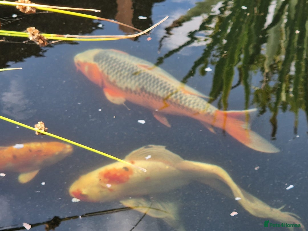 Pond Fish fish for sale: Pond closure - Image 2
