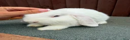 Mini Lop rabbits for sale: Purebred minilop bucks AVAILABLE NOW - Advert 9