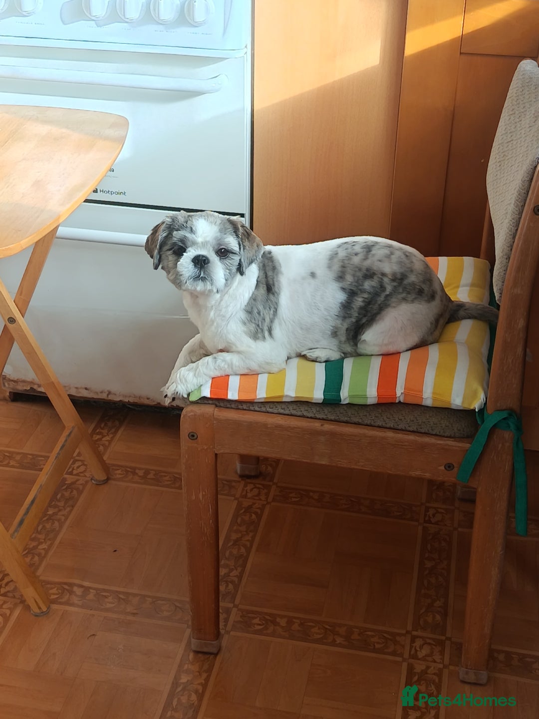 Shih Tzu dogs for sale: Shih tzu girl - Image 3