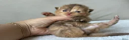 British Shorthair cats for sale: 🐾Ready to go 23rd June   - Advert 14
