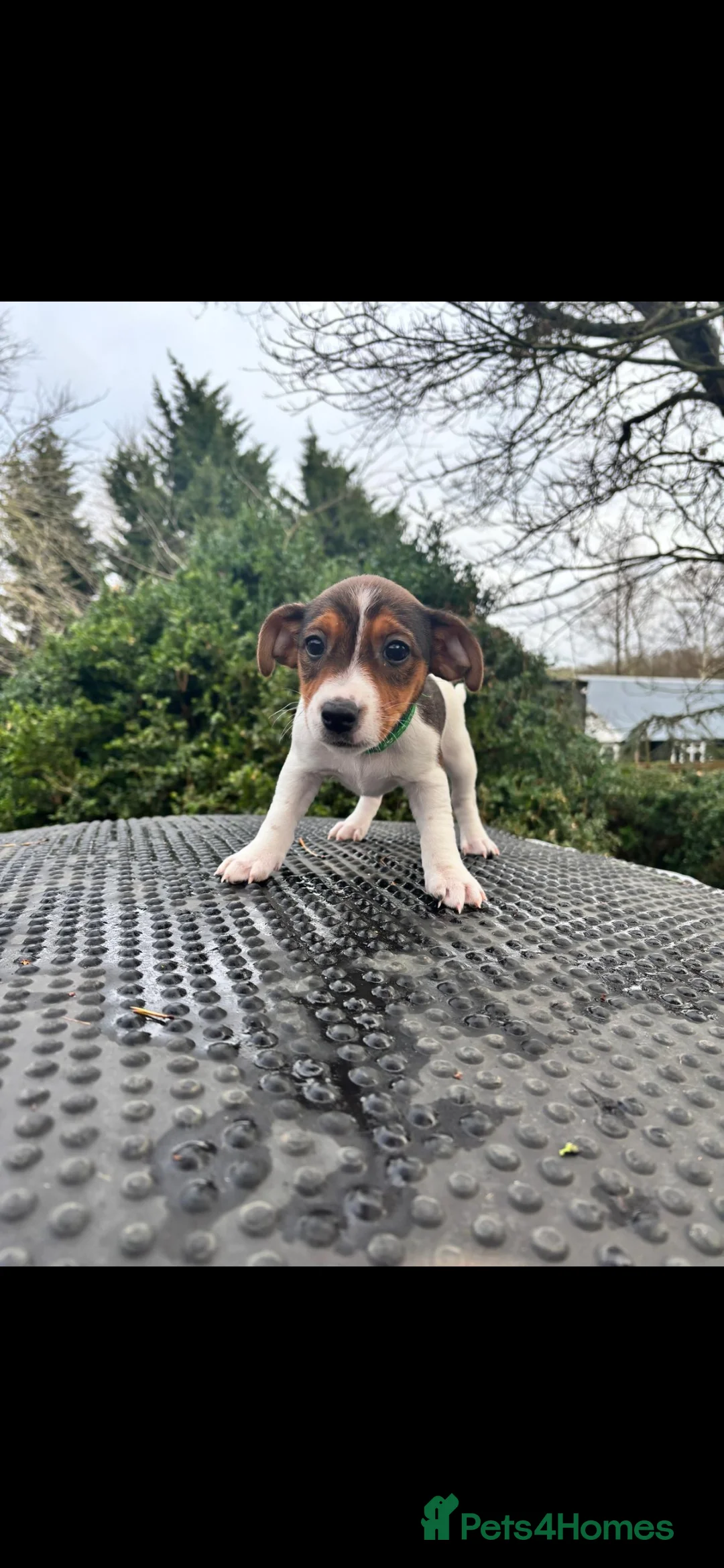 Jack Russell dogs for sale: Beautiful tricoloured jack Russell pups for sale - Advert 19