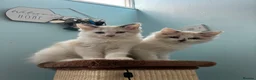 Ragdoll cats for sale: Ragdoll girls - Advert 2