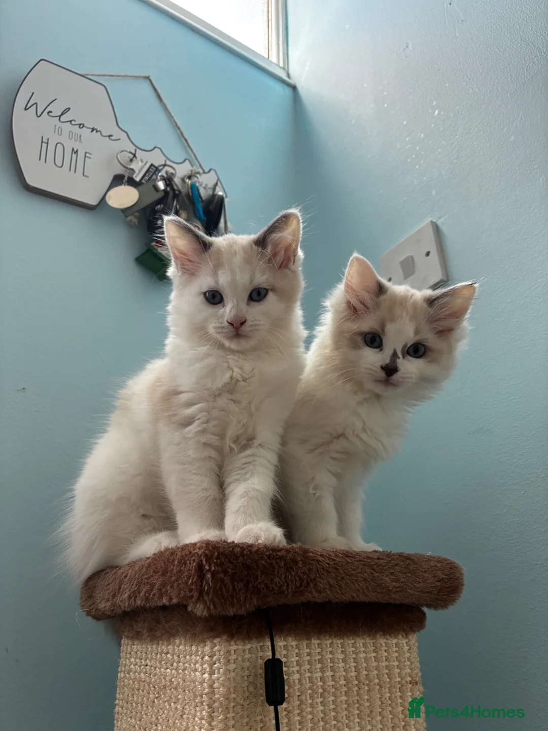Ragdoll cats for sale: Ragdoll girls - Advert 2