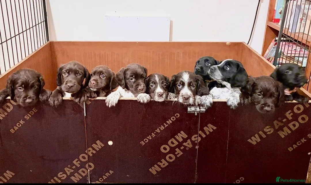 Mixed Breed dogs for sale: Sprockerdor looking for new home  - Advert 2