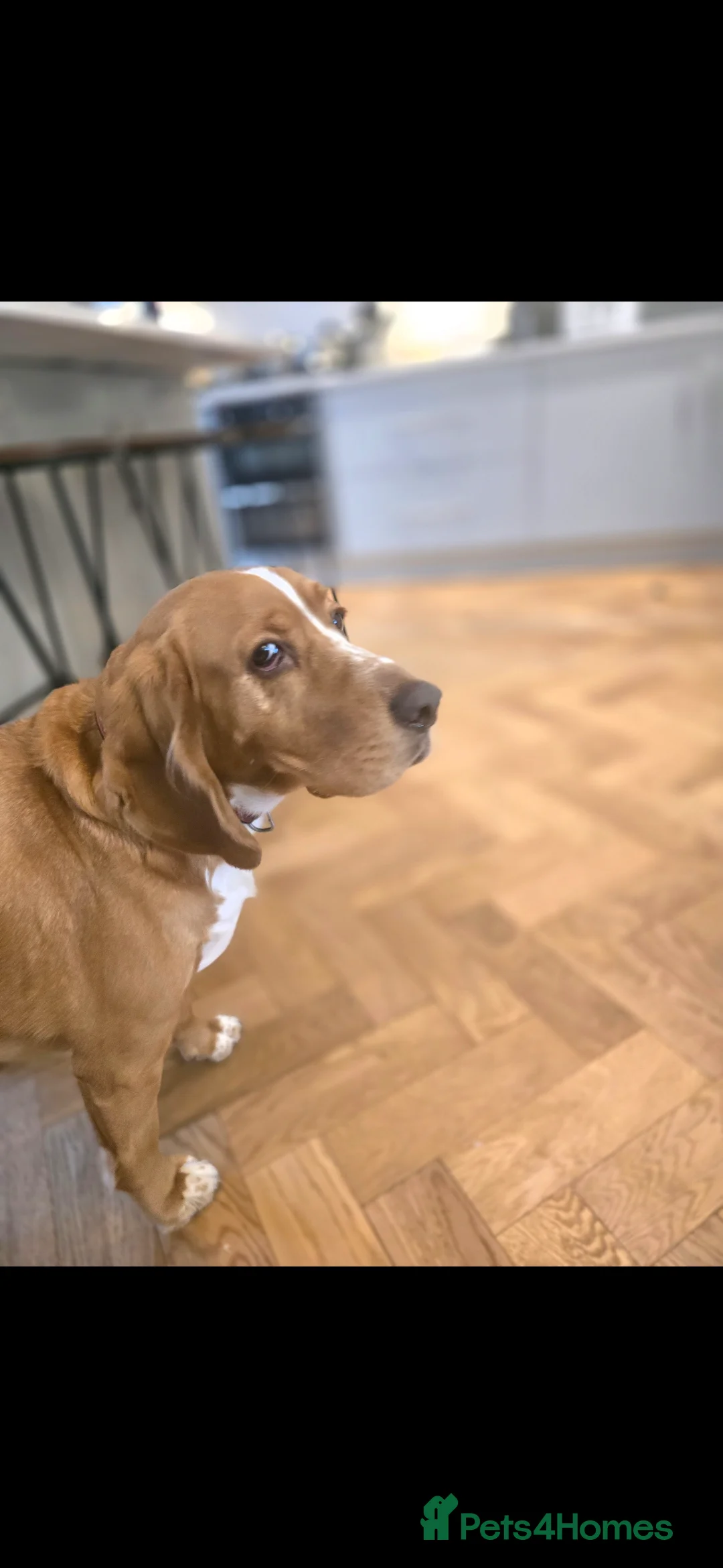 Bocker dogs for sale: Alan the Bocker - Advert 6