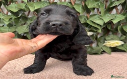 Cocker Spaniel dogs for sale: Last beautiful boy ! import line show cockers - Image 25