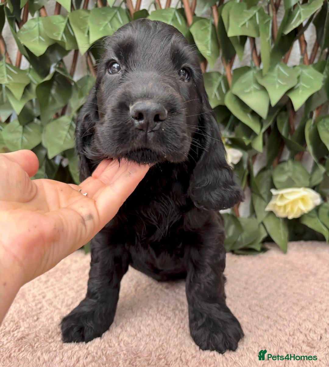 Cocker Spaniel dogs for sale: Last beautiful boy ! import line show cockers - Image 25