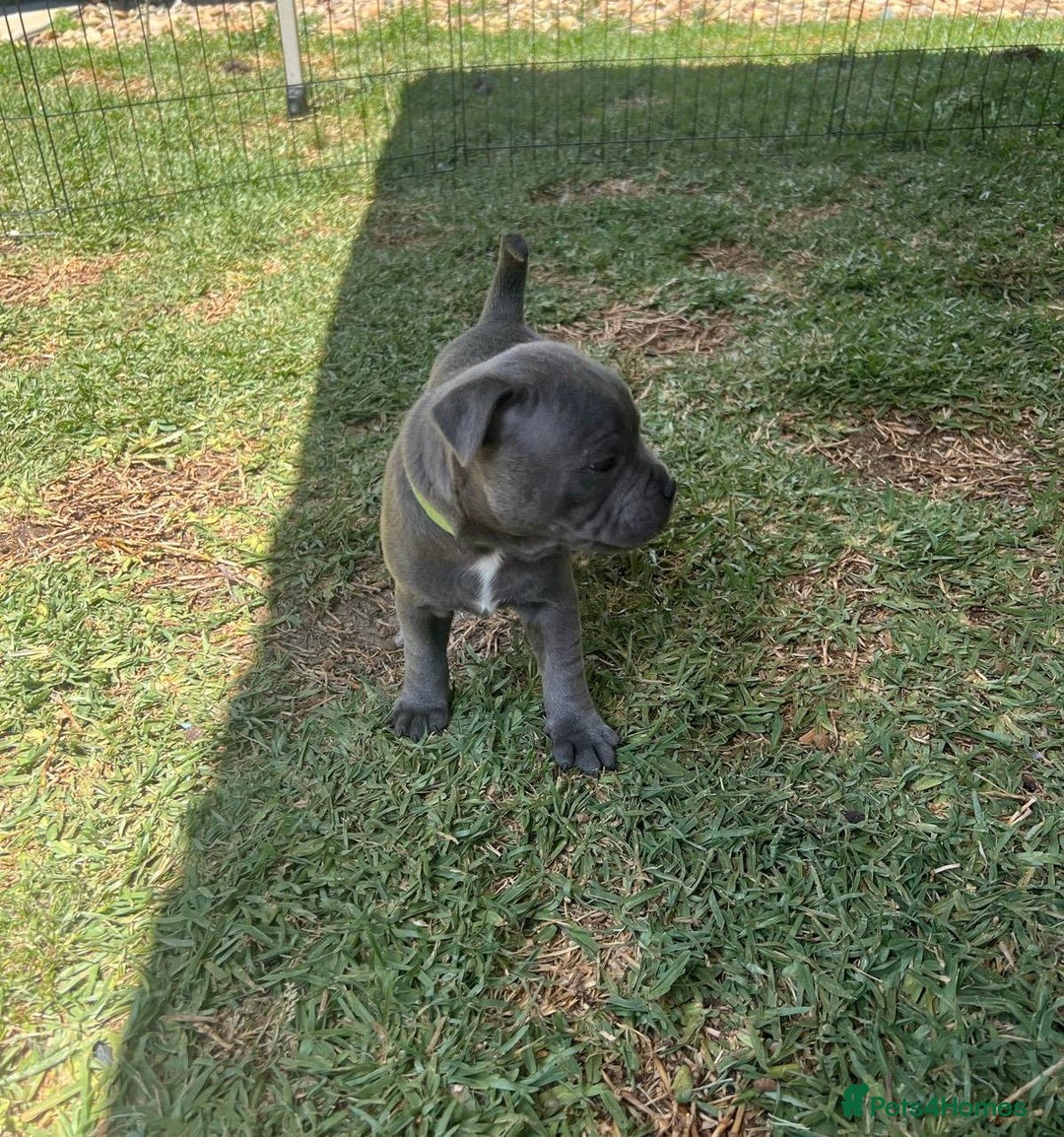 Staffordshire Bull Terrier dogs for sale: Honest lovx Blueish Staffys for everyone - Advert 6