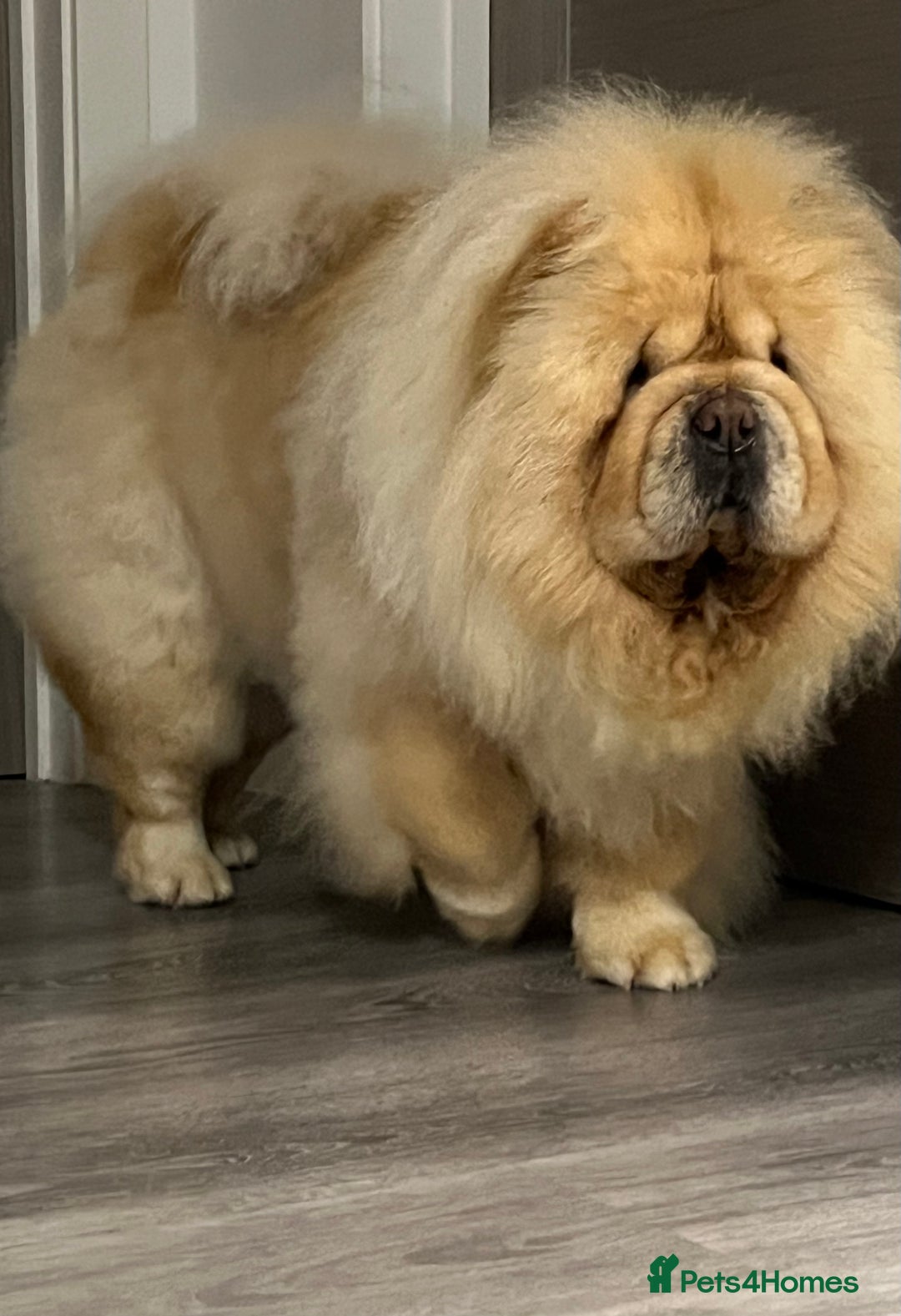 Chow Chow dogs for sale: Female looking for new home  - Advert 5