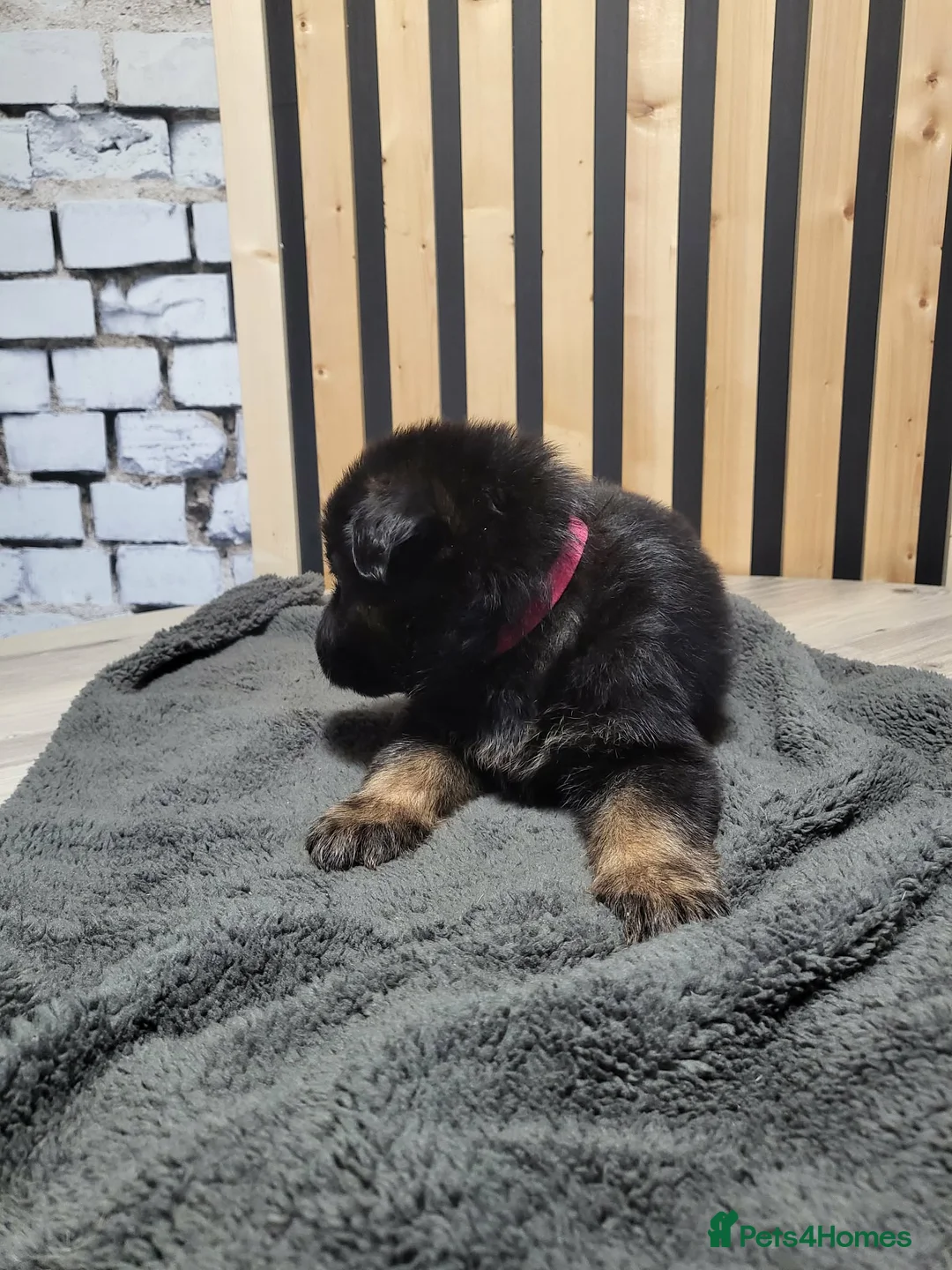 German Shepherd dogs for sale: German Shepherd/Alsatian puppies - Advert 23