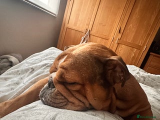 English Bulldog dogs 4year old bulldog - Advert 2