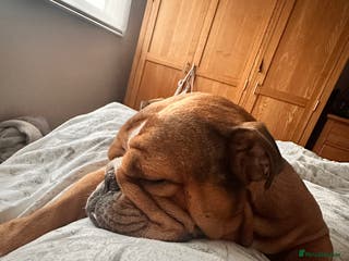 English Bulldog dogs 4year old bulldog - Advert 16