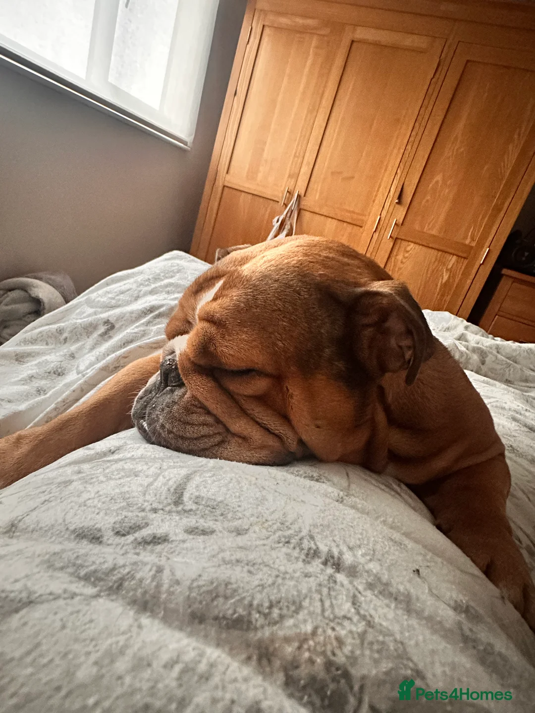 English Bulldog dogs for sale: 4year old bulldog - Advert 1