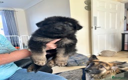 German Shepherd dogs for sale: Pedigree German Shepherd puppies - Image 6