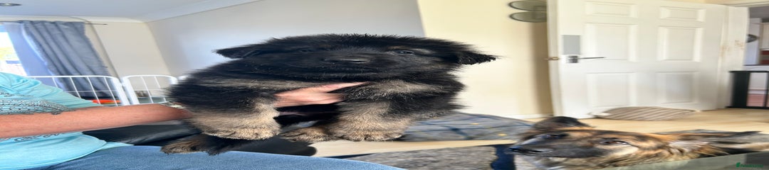  Puppy 5