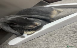 Mixed Breed rabbits for sale: two female rabbits  - Image 3