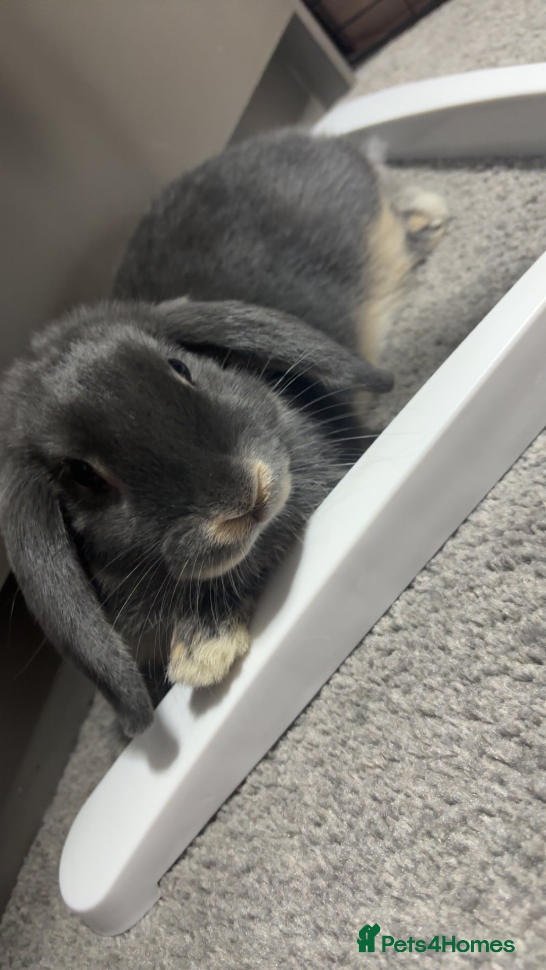 Mixed Breed rabbits for sale: two female rabbits  - Image 3