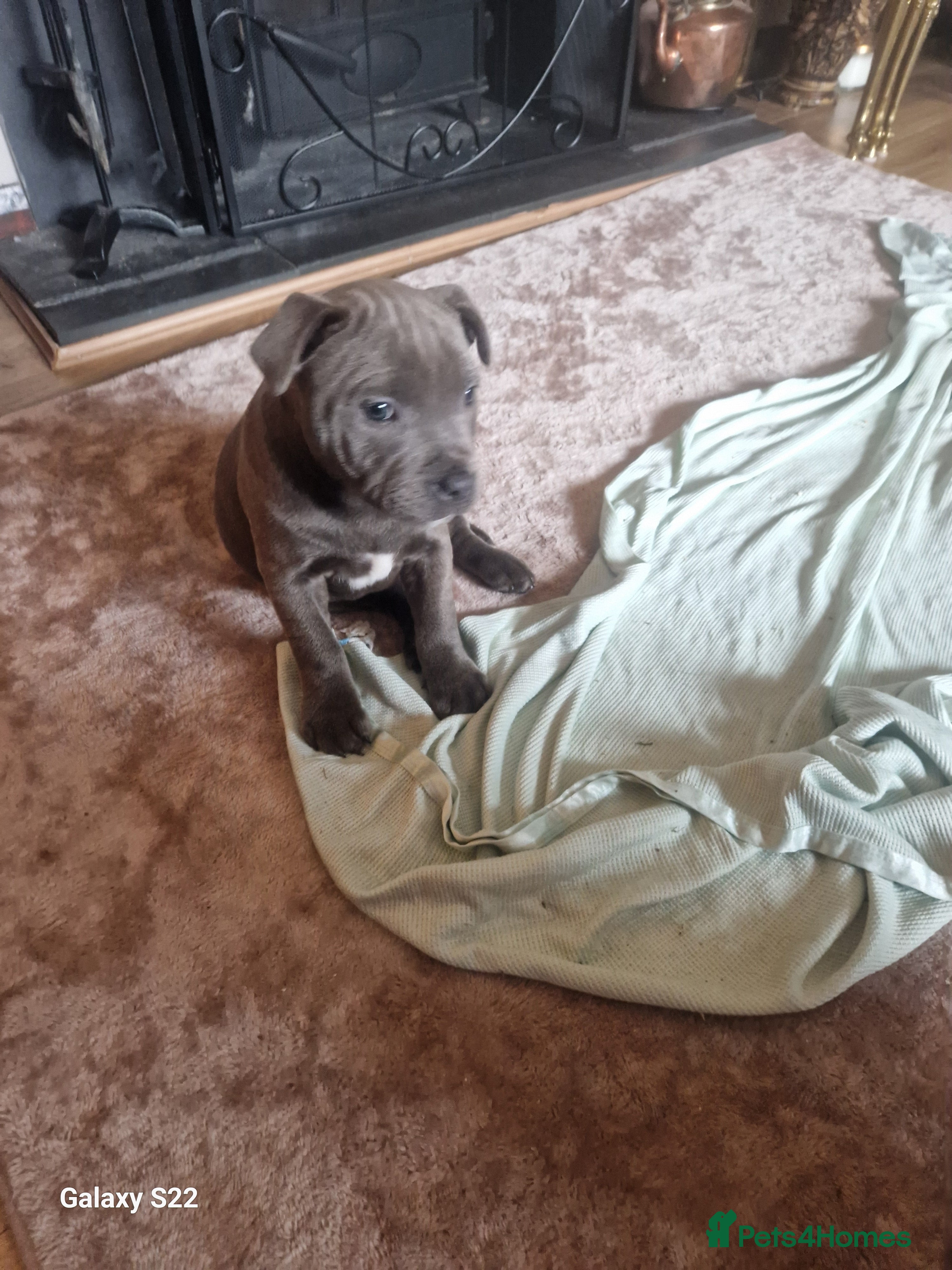 Staffordshire Bull Terrier dogs PIRO X PHARAON BLUE PUPS - Advert 9