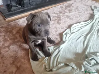 Staffordshire Bull Terrier dogs PIRO X PHARAON BLUE PUPS - Advert 2