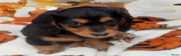 Miniature Dachshund dogs for sale: Quality LH KC mini dachshund 1 boy!!!! REDUCED !! - Advert 10