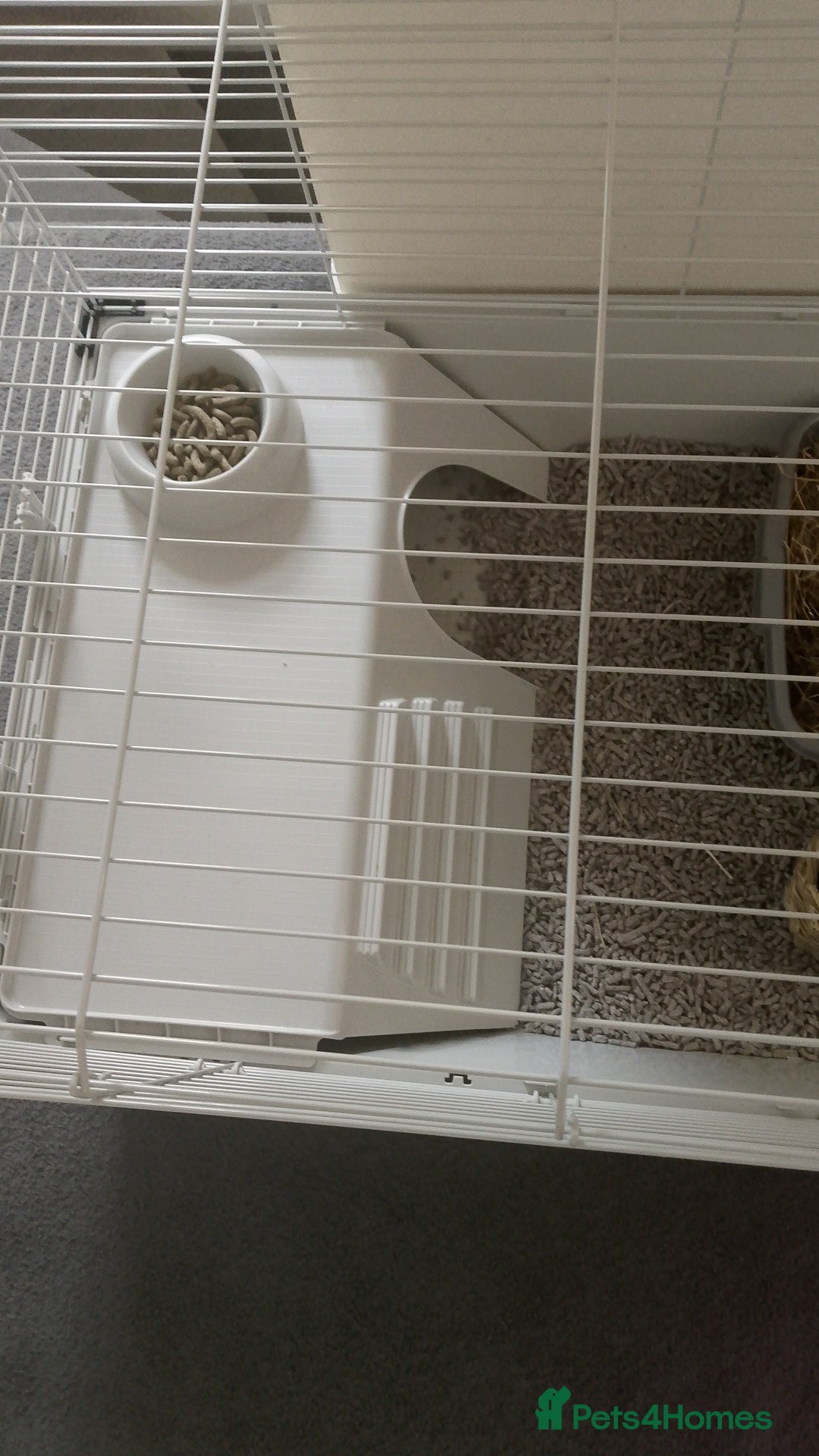 Lionhead rabbits for sale: Lionhead Rabbit - Image 6