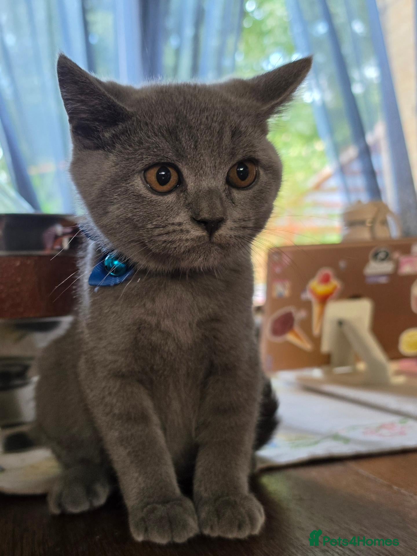 British Shorthair cats 2 straight ear boys and 4 fold girls,fluffy 🐾🐈‍⬛ - Advert 5