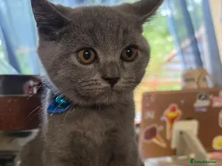 British Shorthair cats 2 straight ear boys and 4 fold girls,fluffy 🐾🐈⬛ - Advert 5