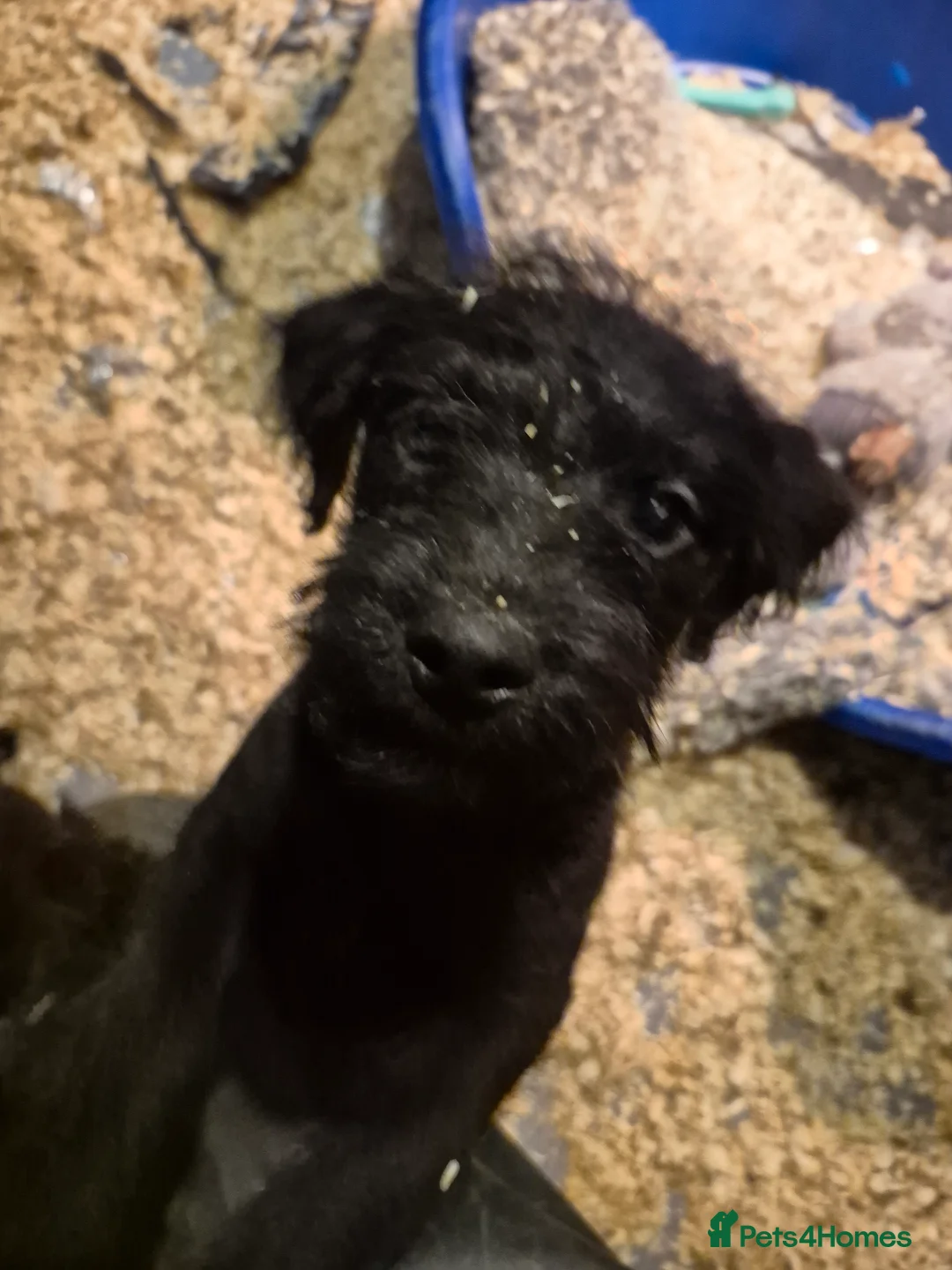 Patterdale Terrier dogs for sale: Male patterdale terrier pup - Advert 4