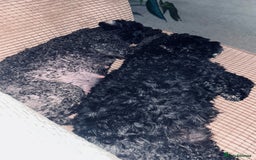 Cockapoo dogs for sale: Stunning Cockapoo Pupppies - Image 6