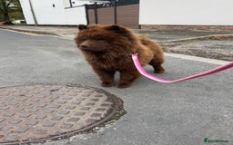 Chow Chow dogs for sale: Chocolate chow chow - Image 9